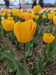 yellow and red tulips