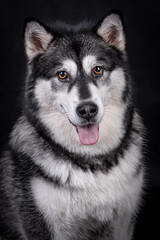 The Alaskan Malamute dog portrait