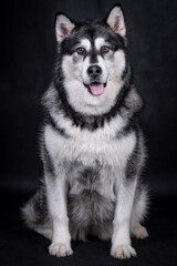 The Alaskan Malamute dog portrait