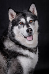 The Alaskan Malamute dog portrait
