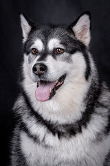 The Alaskan Malamute dog portrait