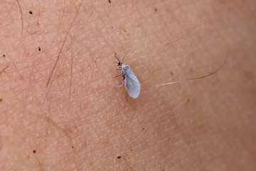 The dustywings, Coniopterygidae, are a family of Pterygota (winged insects) of the net-winged insect order (Neuroptera).