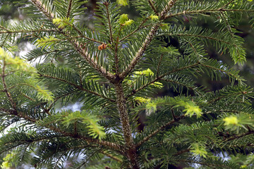 Fir tree shoot severely damaged by colony of Adelges (Dreyfusia) nordmannianae, migratory silver-fir.