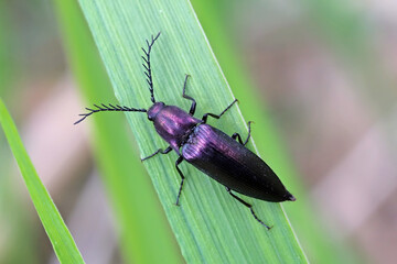 Ctenicera cuprea a species of click beetles, Elateridae.