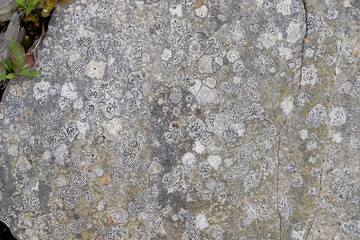 A complex of rock lichens in the mountains. Close-up of a rock covered with lichens. 