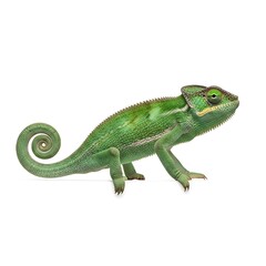 Obraz premium Green chameleon with coiled tail on white background reptile lizard