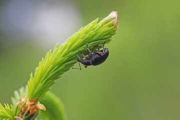 Otiorhynchus, beetle in genus of weevils, Curculionidae family on a young spruce shoot. 