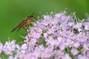 A predatory fly with long mouthparts, Empididae, in its natural environment on a blade of grass.