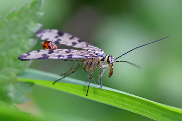 Panorpa vulgaris Meadow Scorpionfly. A beneficial insect that eats plant pests.