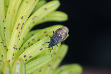 Acompocoris alpinus predatory bug hunting on Adelges (Dreyfusia) nordmannianae, migratory silver-fir adelges on young fir needles.