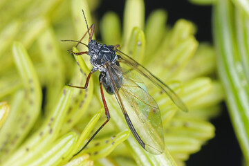 Cinara piceae, spruce bark aphid or spruce stem aphid. A winged creature on needles.