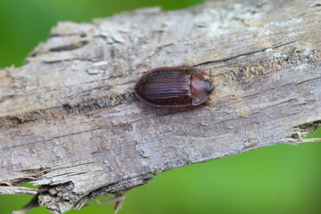 Ostoma ferruginea, beetle from family Trogossitidae found under dead trees.