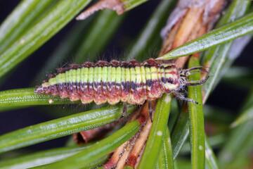 Green lacewing larva hunting aphids on a spruce shoot.