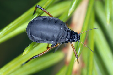 Cinara curvipes, balsam-fir aphid, bow-legged fir aphid or also English spruce aphid. A wingless individual on spruce needles.