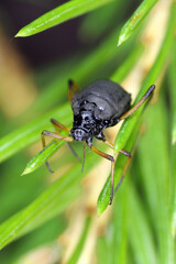 Cinara curvipes, balsam-fir aphid, bow-legged fir aphid or also English spruce aphid. A wingless individual on spruce needles.