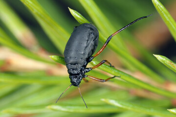 Cinara curvipes, balsam-fir aphid, bow-legged fir aphid or also English spruce aphid. A wingless individual on spruce needles.
