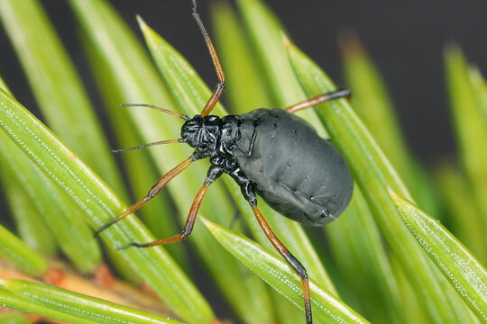 Cinara curvipes, balsam-fir aphid, bow-legged fir aphid or also English spruce aphid. A wingless individual on spruce needles.