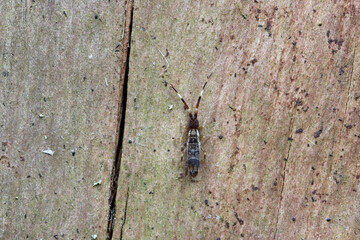Orchesella flavescens is a species of slender springtail in the family Entomobryidae. An insect on dead spruce wood in the forest.