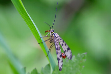 Panorpa vulgaris Meadow Scorpionfly. A beneficial insect that eats plant pests.