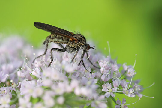 Empis tessellata is a species of dance fly, in the fly family Empididae. An insect that feeds on flower nectar. Usually a predator.