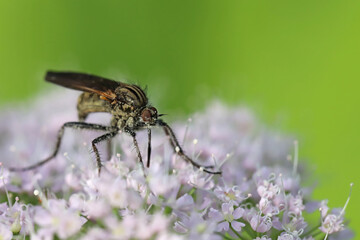Empis tessellata is a species of dance fly, in the fly family Empididae. An insect that feeds on flower nectar. Usually a predator.
