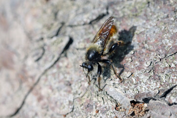 bumblebee robberfly, Laphria flava,  yellow assassin fly of the Asilidae family. A predatory insect waiting for its prey.