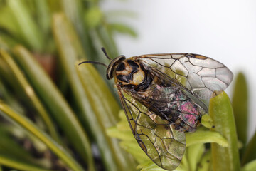 Gilpinia hercyniae, the European spruce sawfly. Winged adult individual.