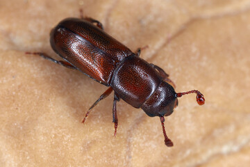 Pityophagus ferrugineus, sap-feeding beetles in the family Nitidulidae. A predator that hunts on bark beetles.