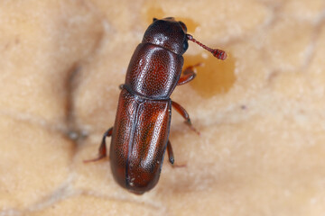 Pityophagus ferrugineus, sap-feeding beetles in the family Nitidulidae. A predator that hunts on bark beetles.