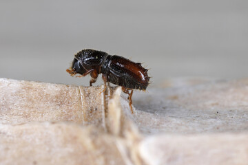 Bark beetle Pityogenes chalcographus. A species of bark beetles (Scolytinae, Scolytidae) commonly found in coniferous forests.