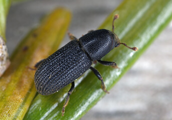 Beetle of genus Hylastes in bark beetles family Curculionidae. An adult specimen on fir needles.
