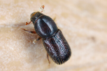 A bark beetle is the common name for the subfamily of beetles Scolytinae. Previously, this was considered a distinct family (Scolytidae).