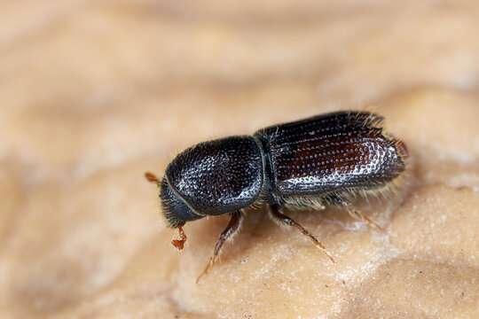A dendrophilous insect that bores holes in wood, belonging to the family of bark beetles.