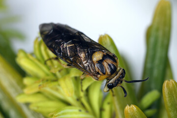Gilpinia hercyniae, the European spruce sawfly. Winged adult individual.