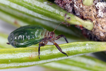 Green-striped fir aphid, Cinara pectinatae. A wingless individual on fir needles.