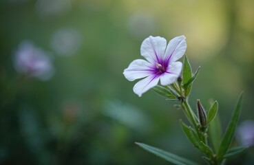 White flower with purple center in garden. Purple lines on white petals. Green leaves on stem. Blurred green background. Wildflower in nature.