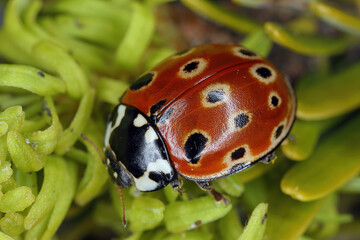 Anatis ocellata, commonly known as the eyed ladybug feeding on aphids on fir shoots.