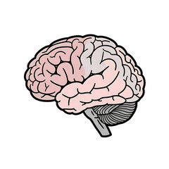 Brain illustration with detailed anatomical features and coloring  
