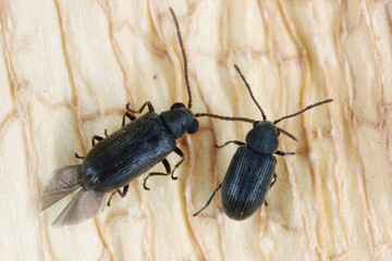 Dryophilus pusillus a species of beetle in the family Ptinidae. Male and female.