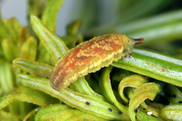 Larva of Hoverflies, also called flower flies or syrphids feeding on aphids on fir shoots.