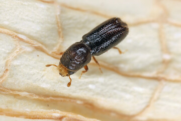 A bark beetle is the common name for the subfamily of beetles Scolytinae. Previously, this was considered a distinct family (Scolytidae).