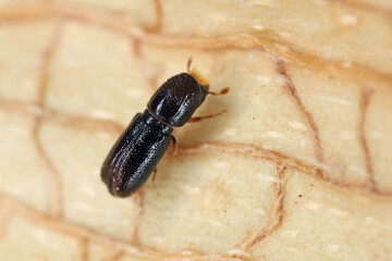 Pityophthorus a genus of typical bark beetles in the family Curculionidae.