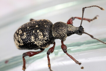 Otiorhynchus lepidopterus. Beetle living in Montane deciduous and mixed forests.