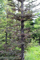 Fir trees dying as a result of many years of feeding on them by aphid colonies.