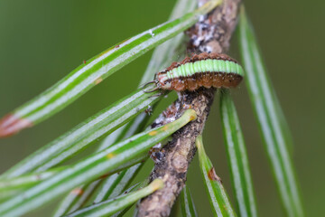 Larva of Nineta pallida, green lacewing belonging to the family Chrysopidae. An insect hunting aphids on a spruce shoot.