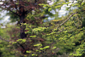 Fir trees dying as a result of many years of feeding on them by aphid colonies.