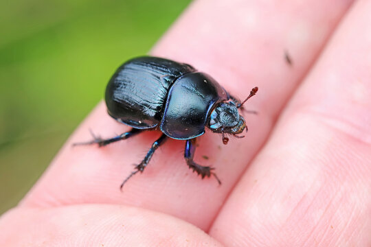Dor beetle, Anoplotrupes stercorosus of dung beetle family Geotrupidae. An adult insect on a hand.