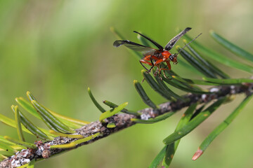Cantharis fusca, the dark soldier beetle taking flight from a fir branch.