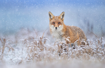 Naklejka premium Red fox ( Vulpes vulpes ) in winter scenery