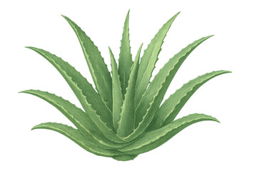 Fototapeta premium Aloe vera plant illustration showcasing natural healing properties and skincare benefits with transparent background